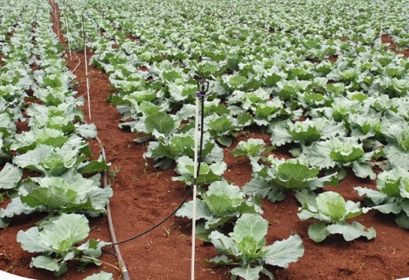 Canne In Fibra Di Vetro Nell'irrigazione